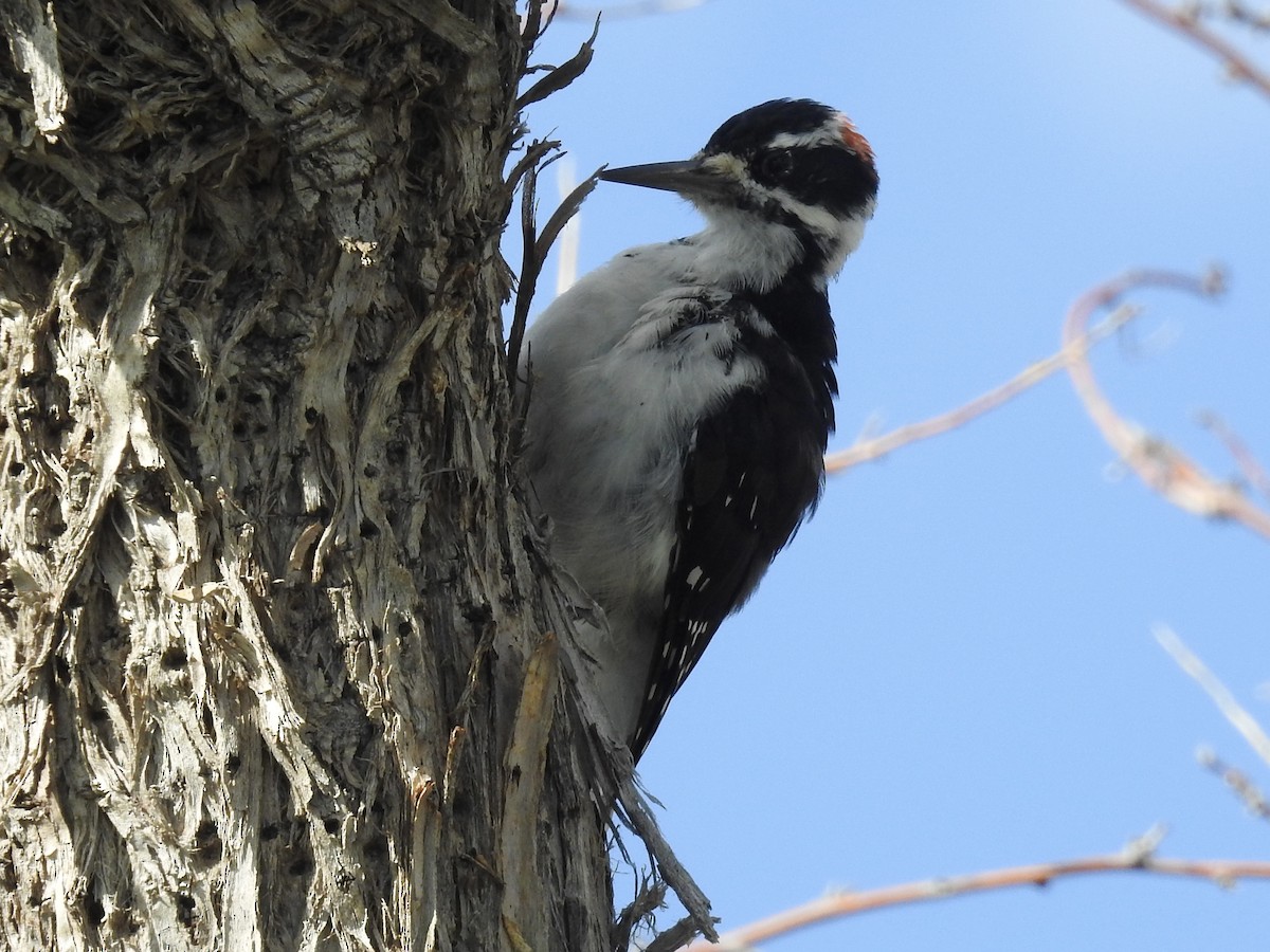 Hairy Woodpecker - ML641118587