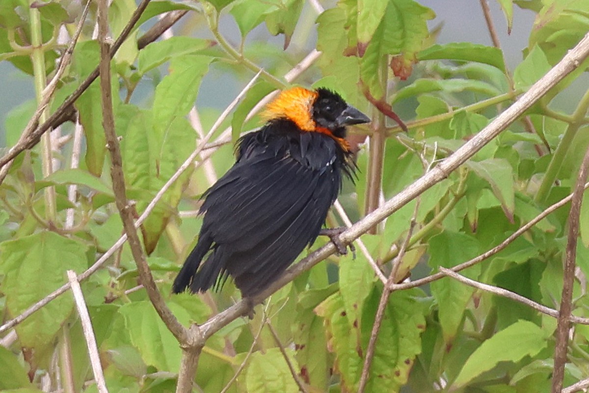 Black Bishop - ML641118604