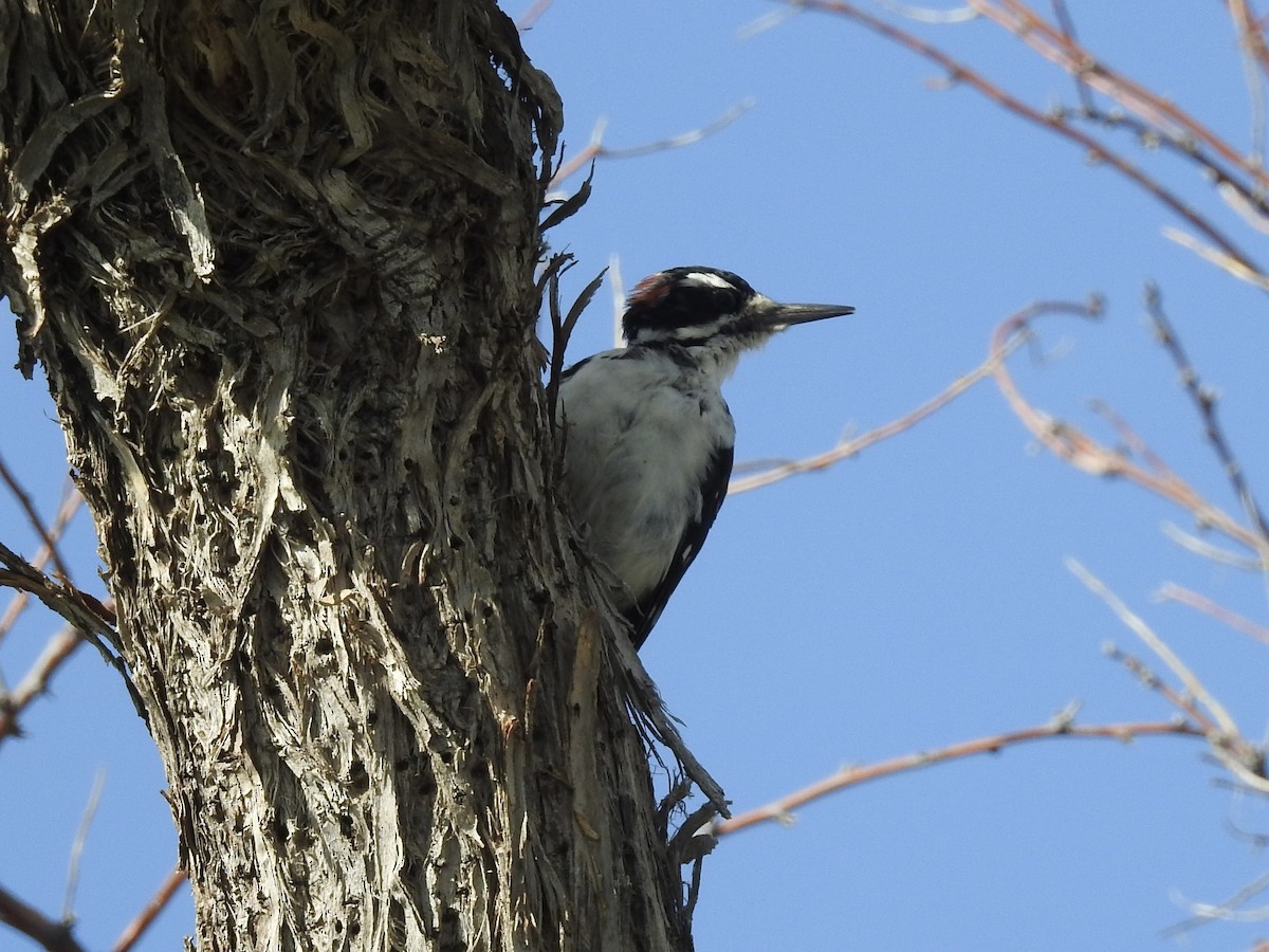 Hairy Woodpecker - ML641118605