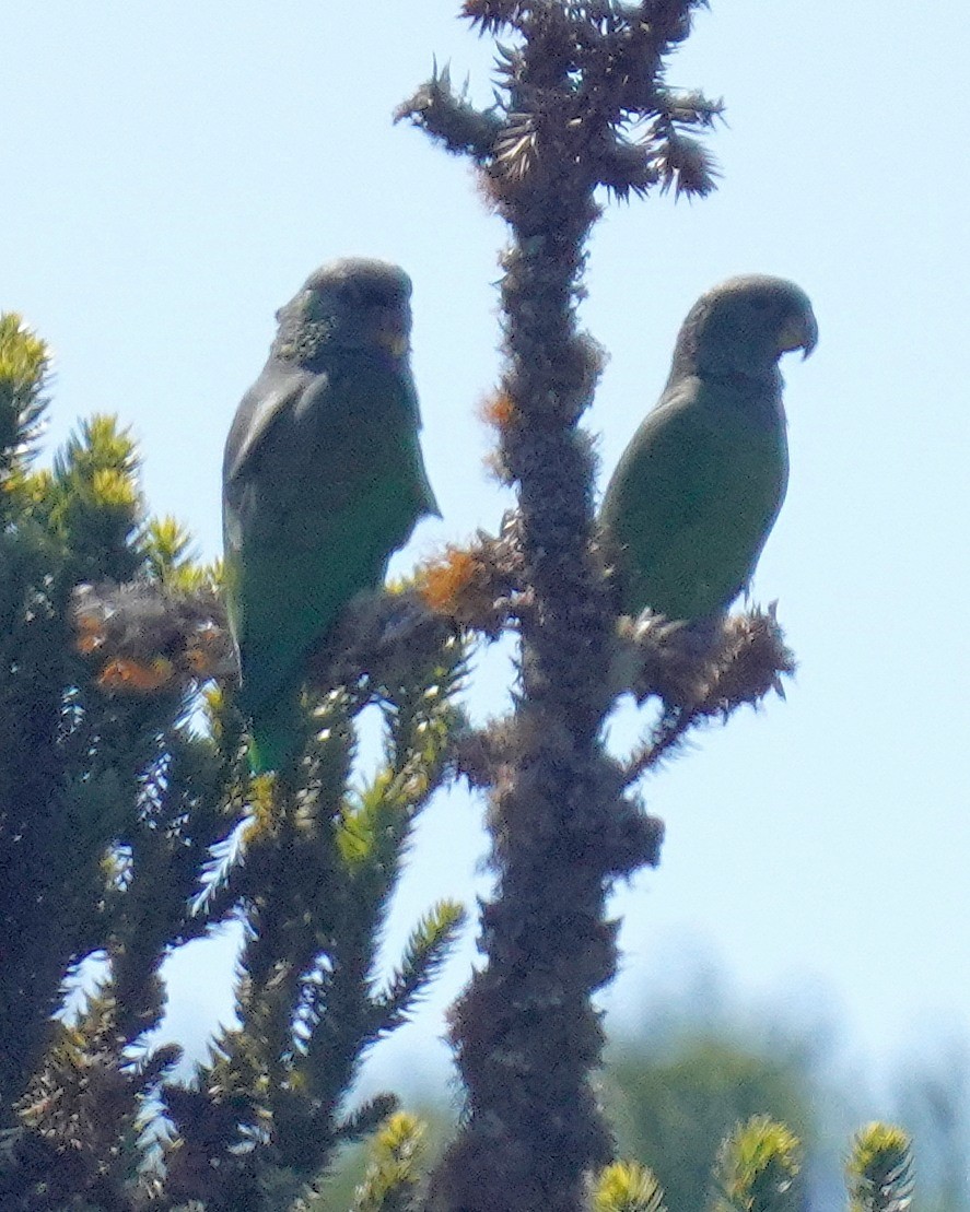 Scaly-headed Parrot - ML641118606