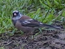 Dark-eyed Junco - ML641118618
