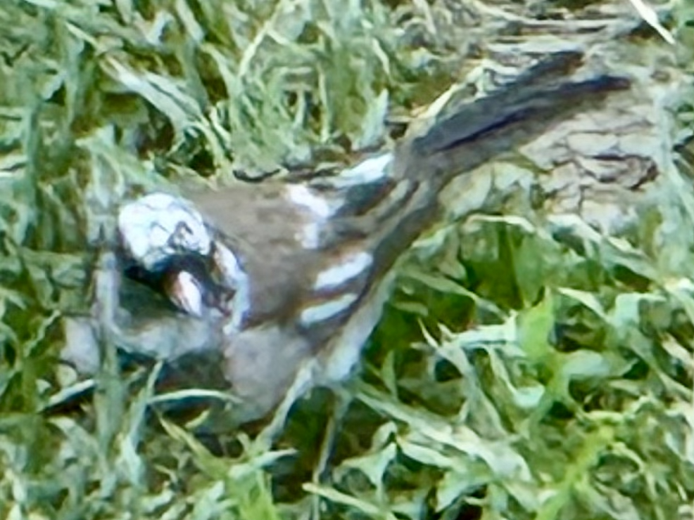 Dark-eyed Junco - ML641118619