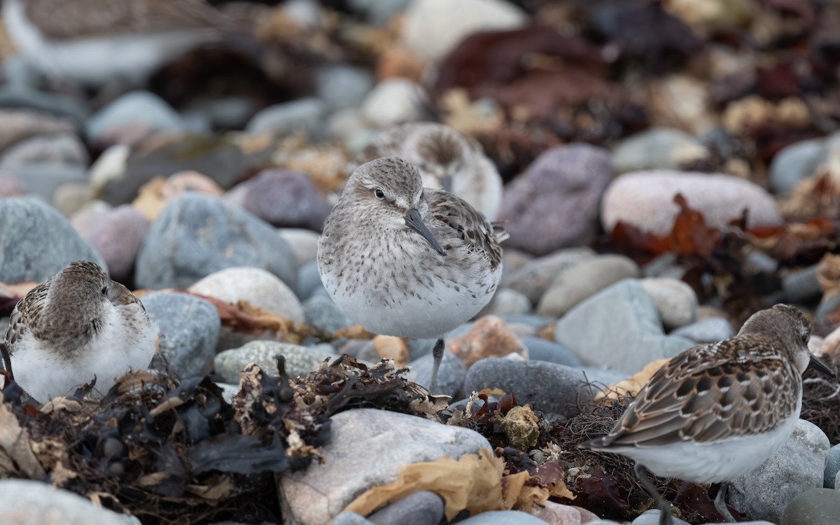 White-rumped Sandpiper - ML641118634