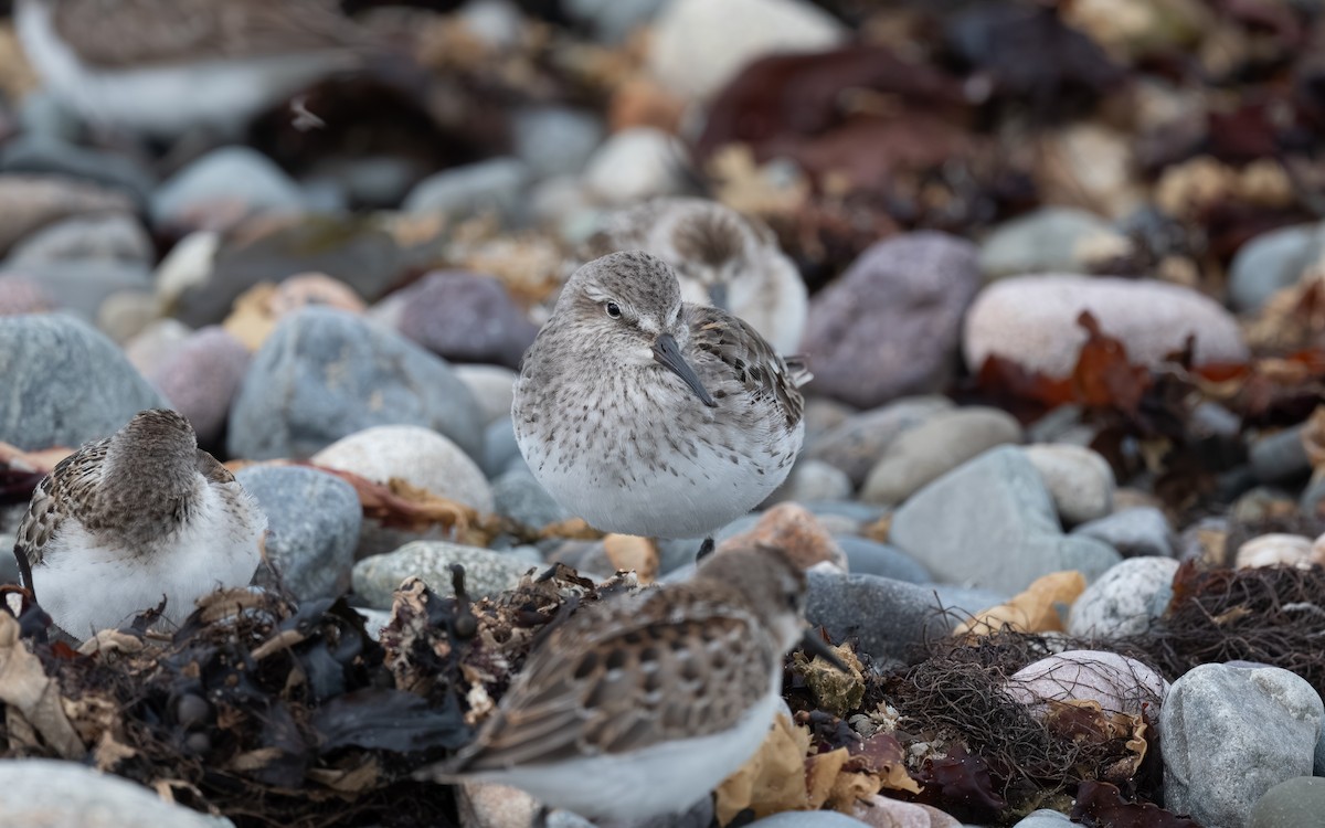 White-rumped Sandpiper - ML641118635