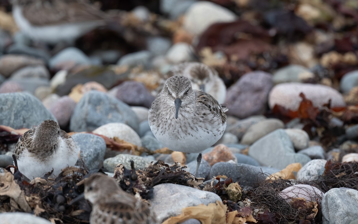 White-rumped Sandpiper - ML641118636