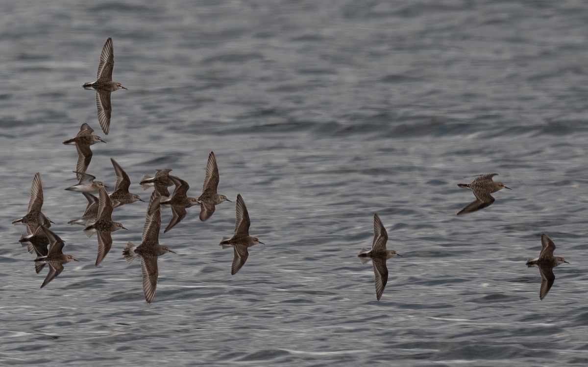 White-rumped Sandpiper - ML641118640