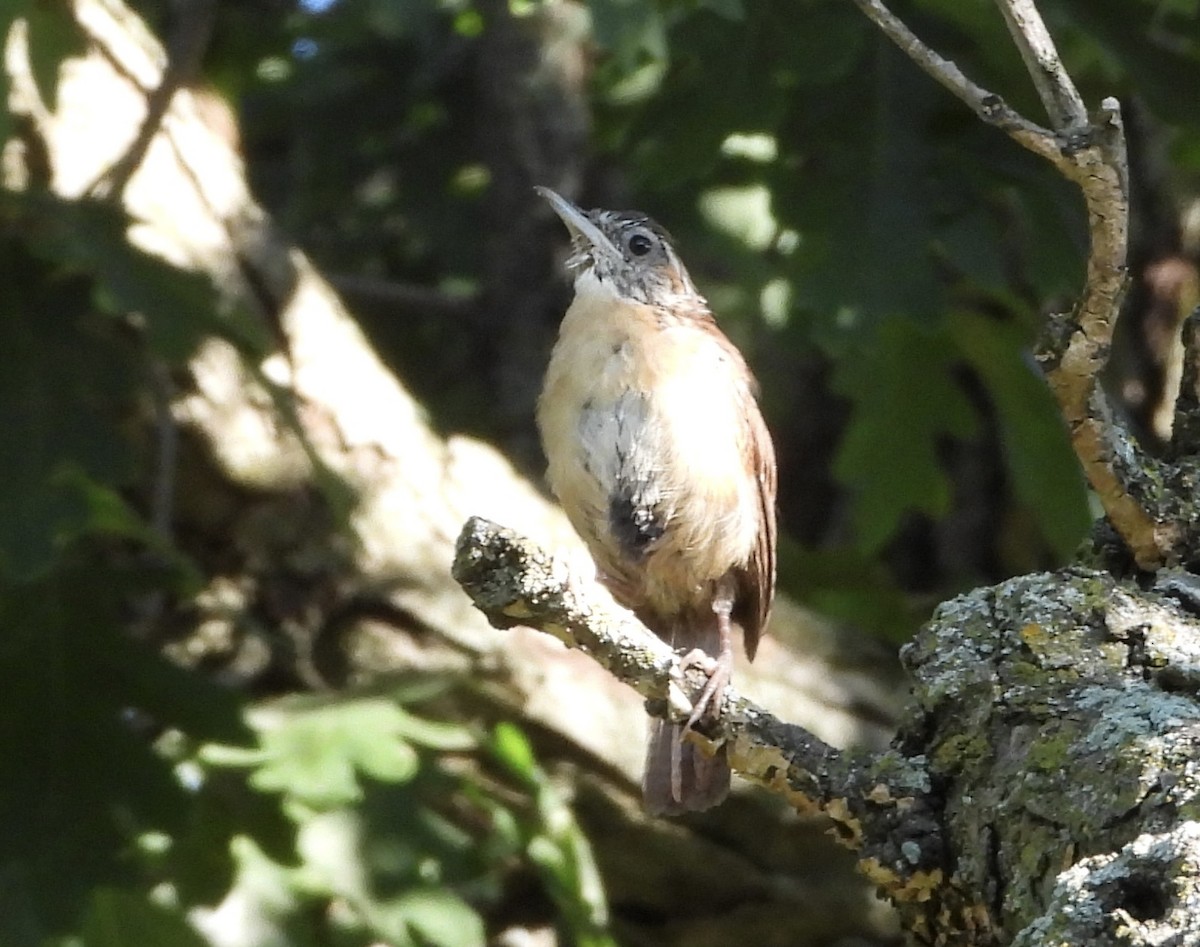 Carolina Wren - ML641118645