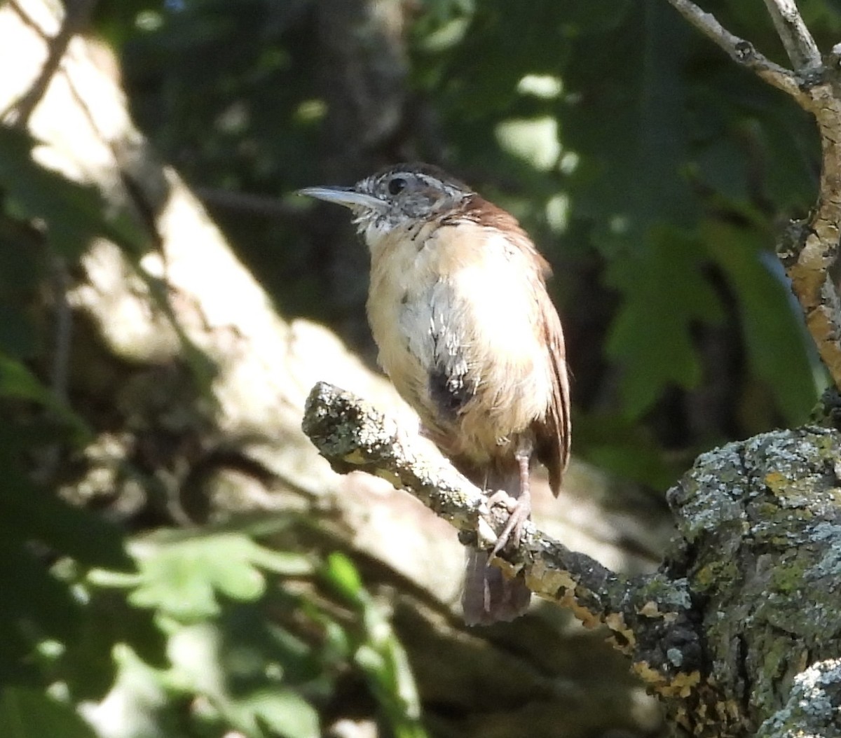 Carolina Wren - ML641118646