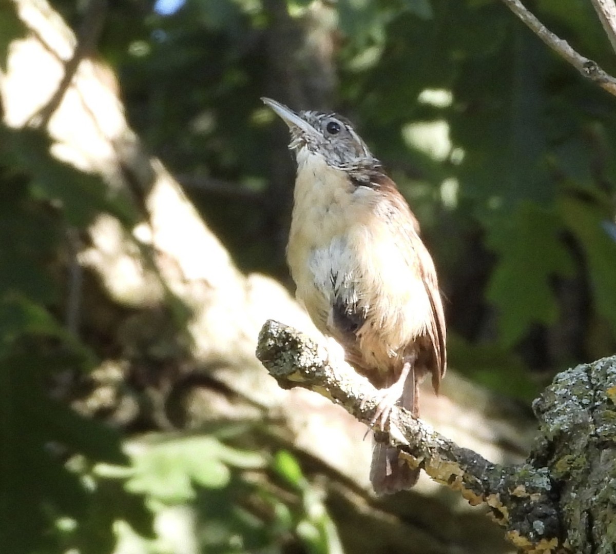 Carolina Wren - ML641118647
