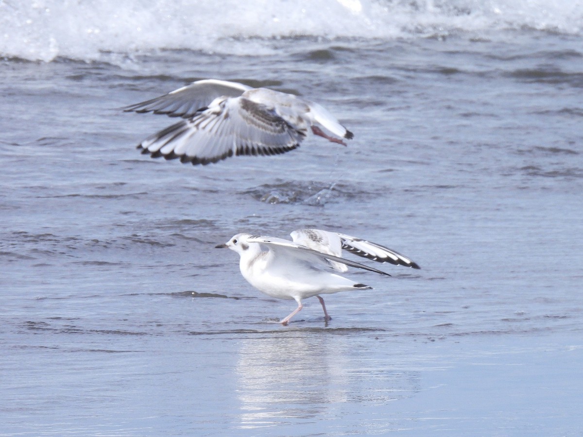 Bonaparte's Gull - ML641118675