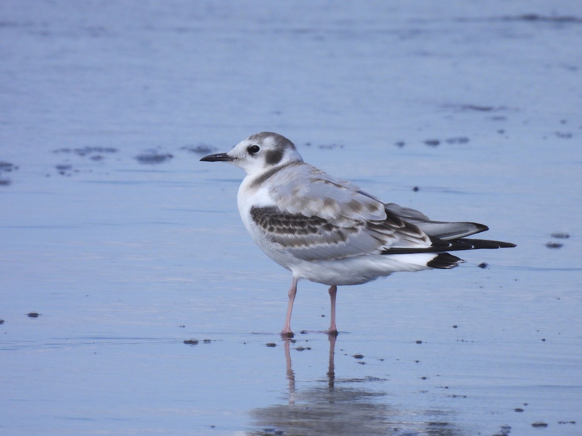 Bonaparte's Gull - ML641118677