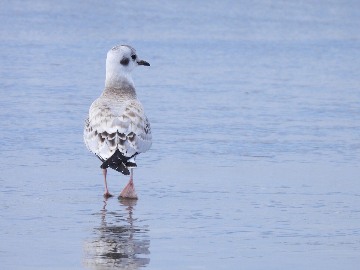 Bonaparte's Gull - ML641118678
