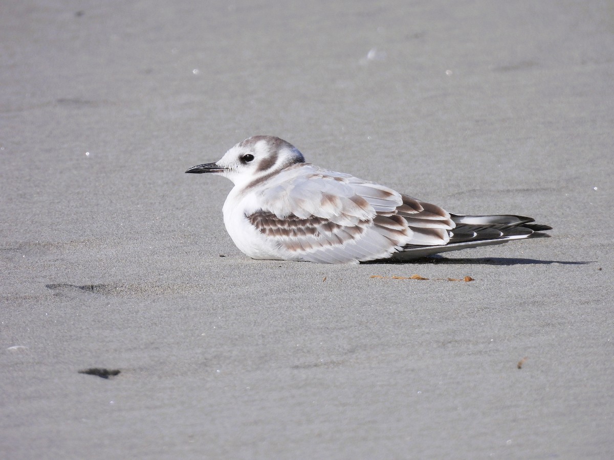 Bonaparte's Gull - ML641118679