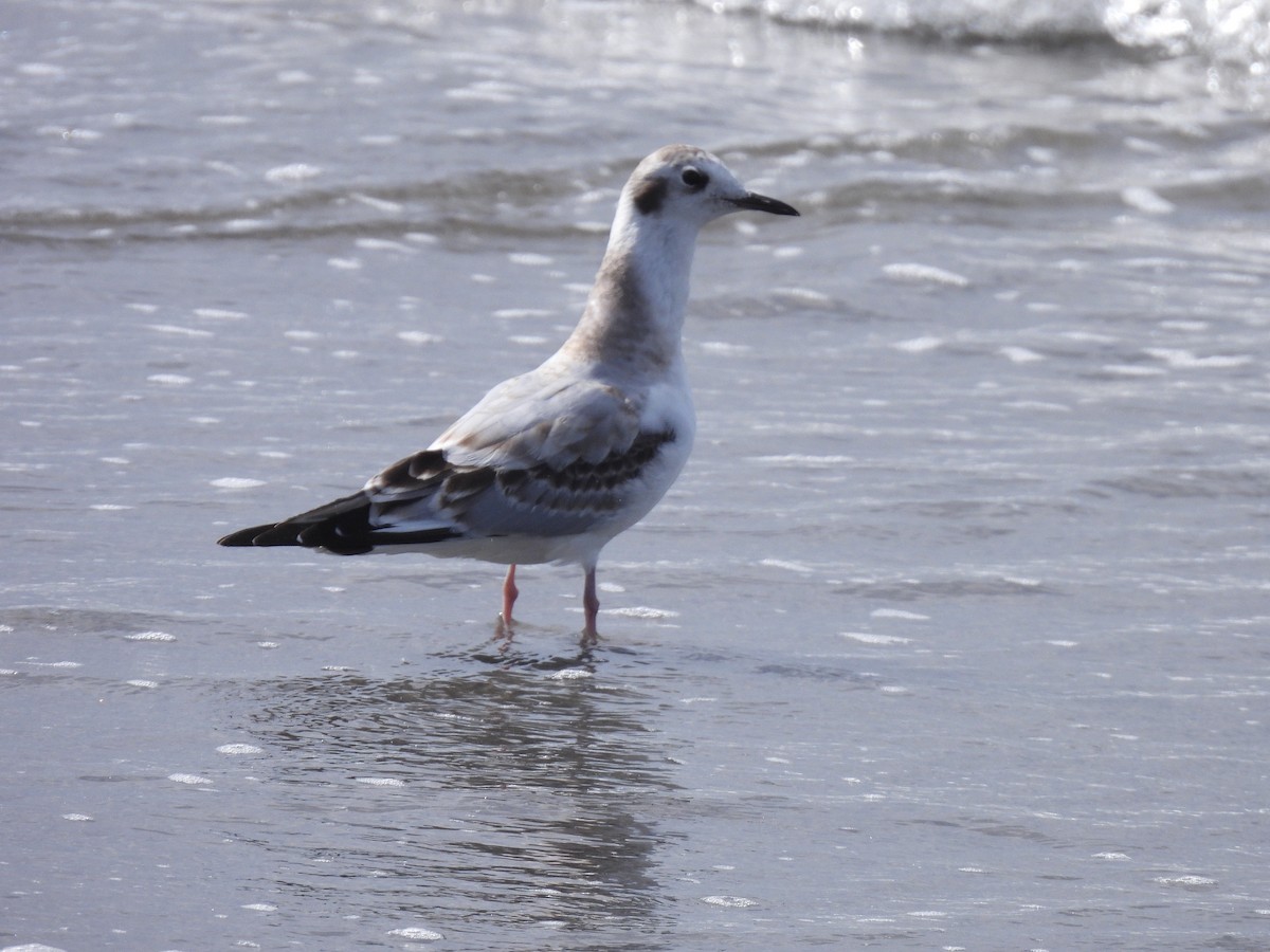 Bonaparte's Gull - ML641118680