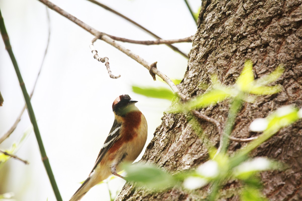 Bay-breasted Warbler - ML641118683