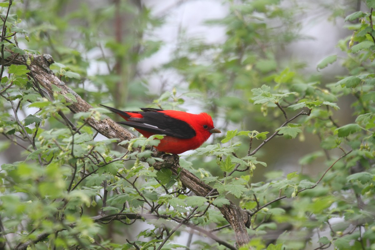Scarlet Tanager - ML641118698