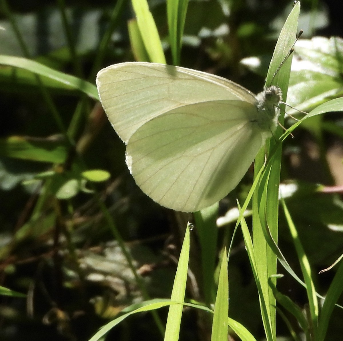 Mustard White - ML641118703