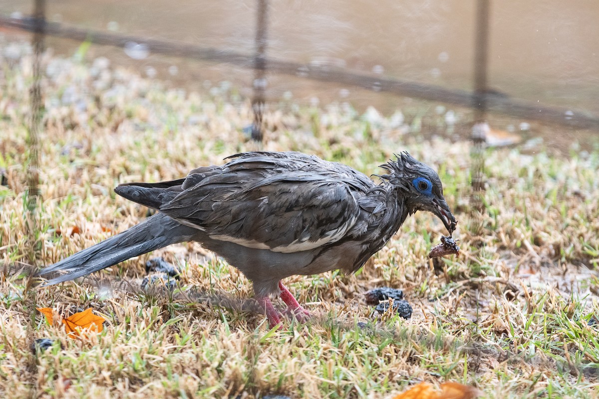 Peru Kumrusu - ML641118705