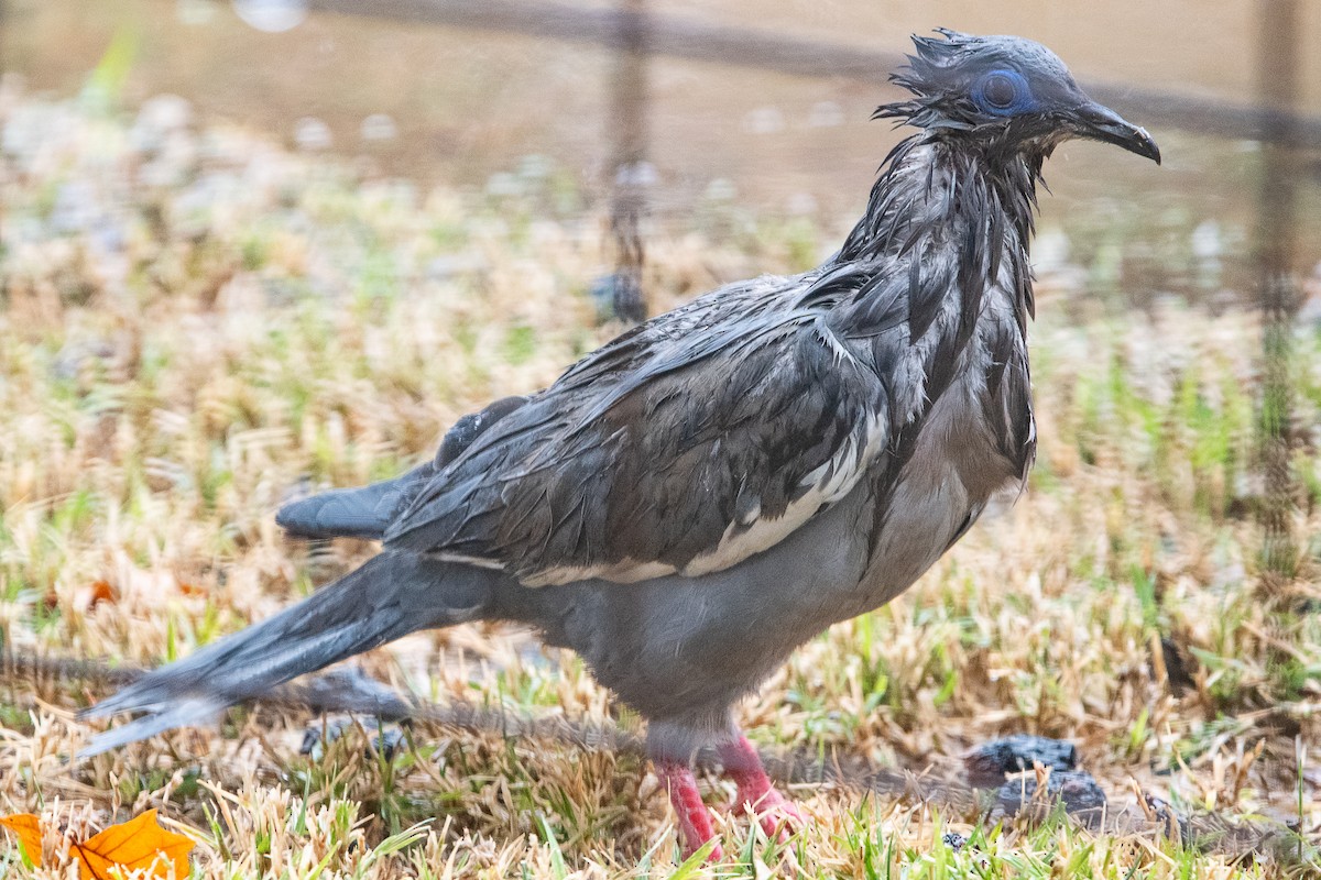 Peru Kumrusu - ML641118707