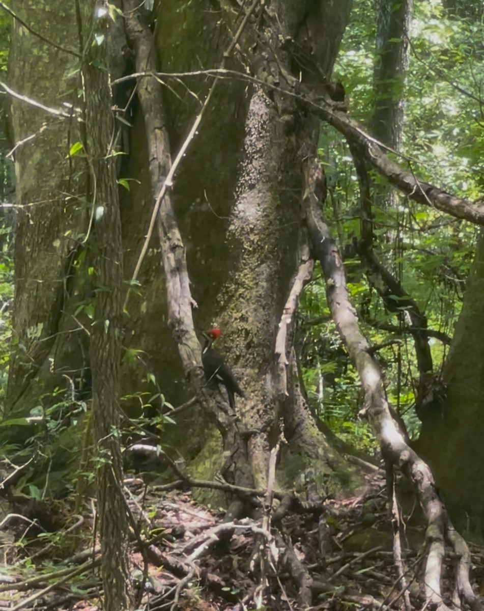 Pileated Woodpecker - ML641118736