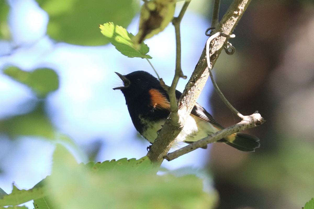 American Redstart - ML641118739