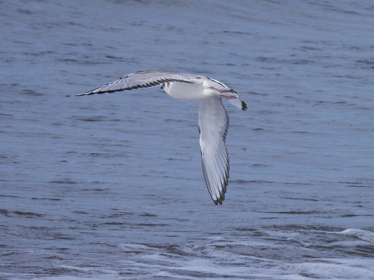 Bonaparte's Gull - ML641118752