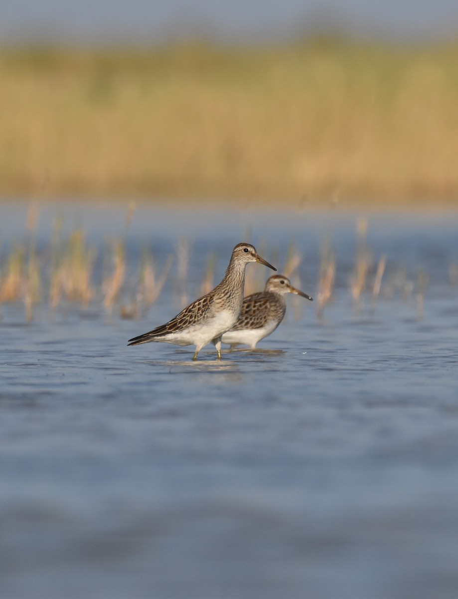 Pectoral Sandpiper - ML641118803
