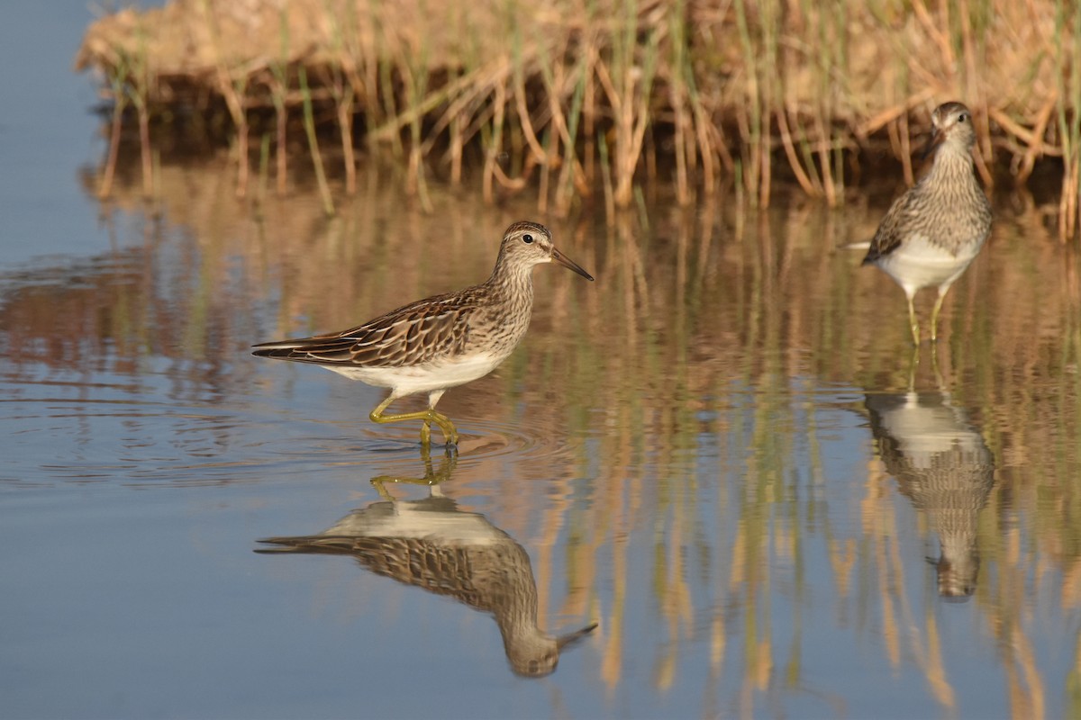 Pectoral Sandpiper - ML641118804