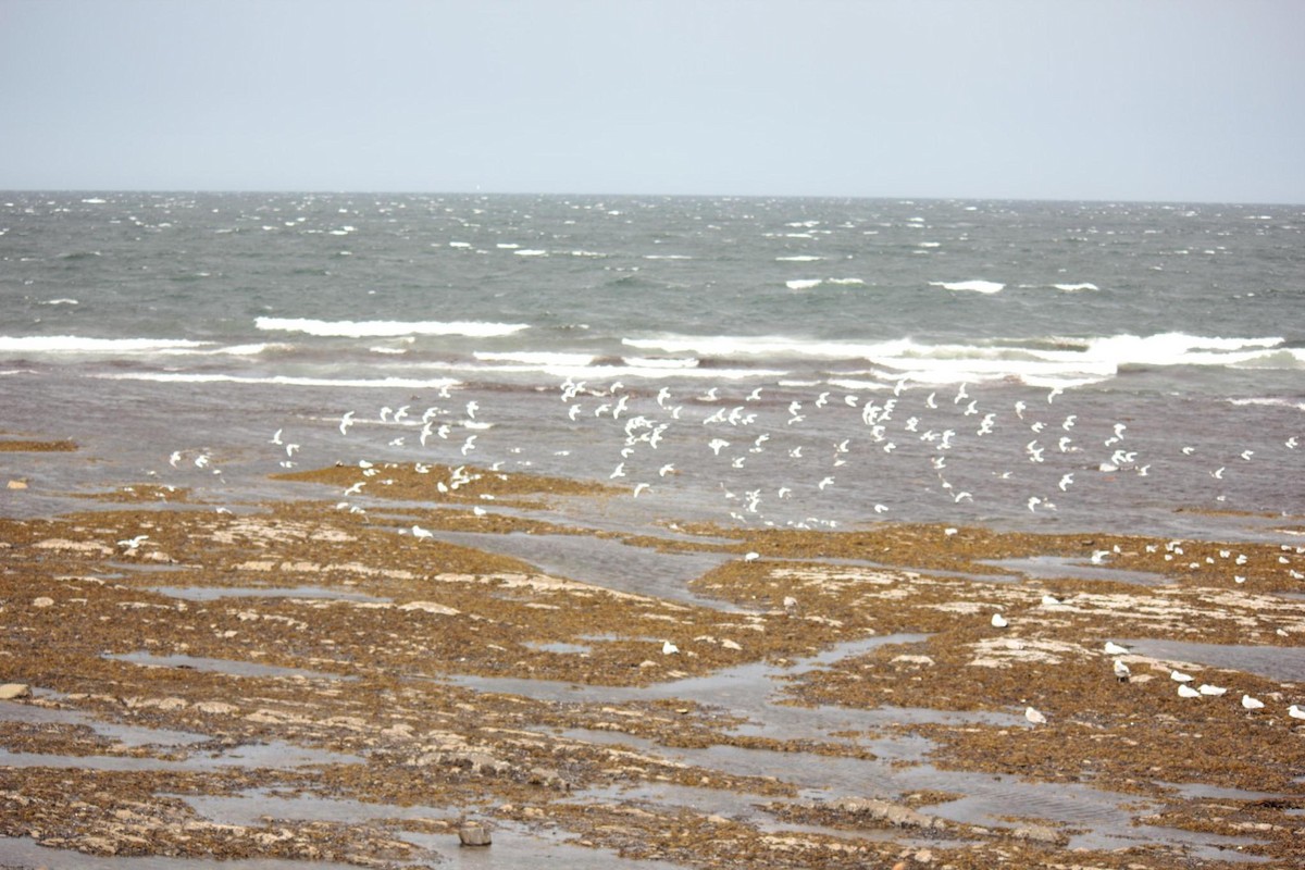 Bonaparte's Gull - ML641118828