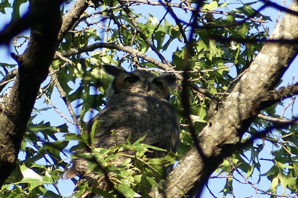 Great Horned Owl - ML641118883