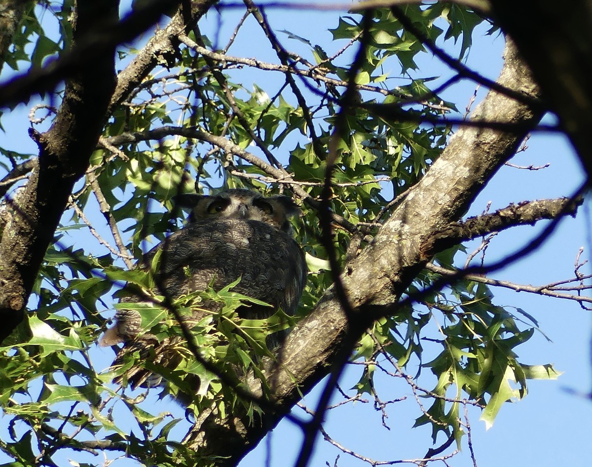 Great Horned Owl - ML641118884