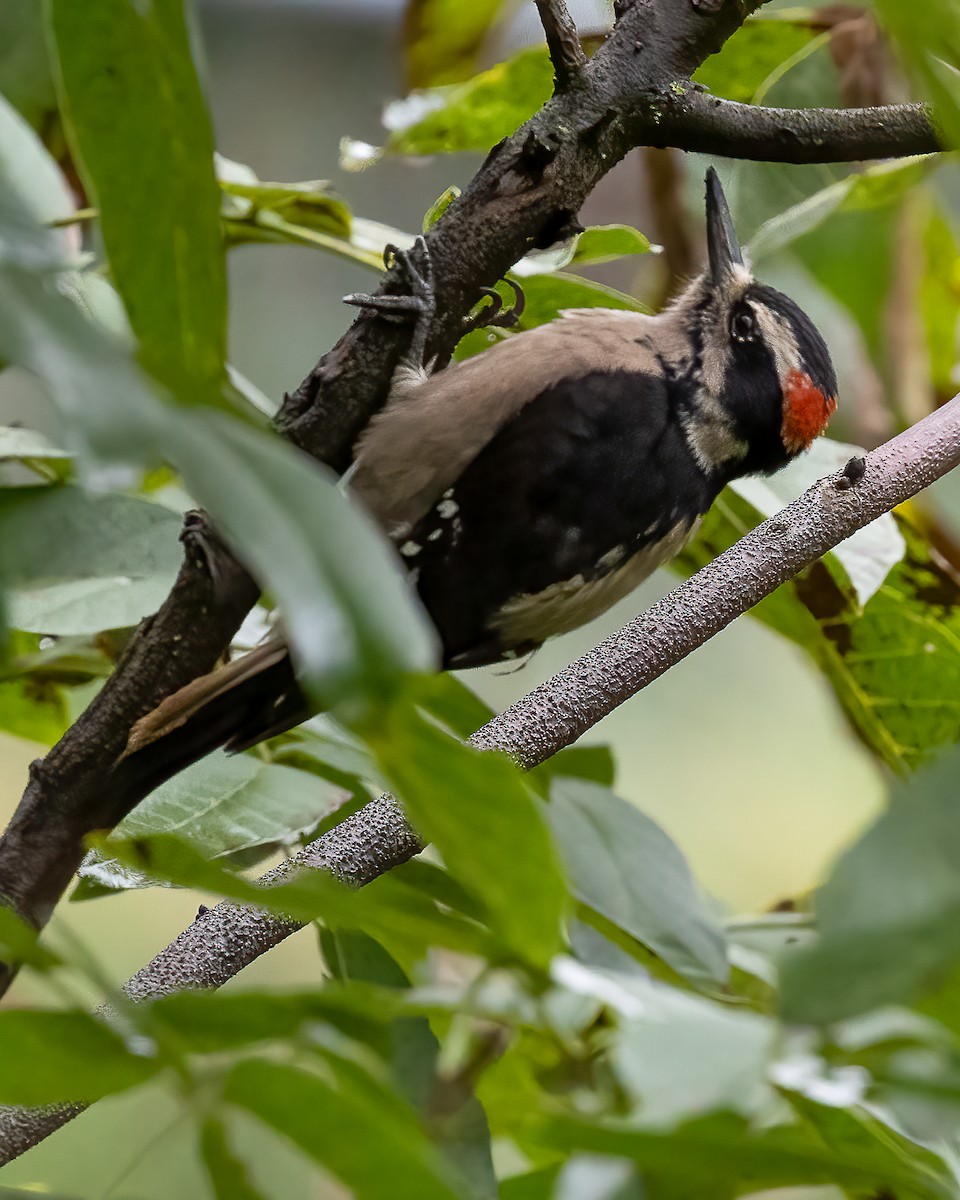 Hairy Woodpecker - ML641118899