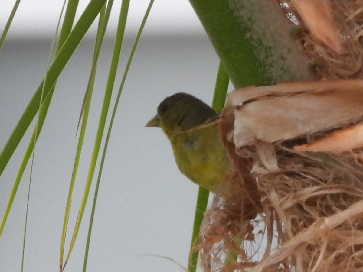 Lesser Goldfinch - ML641118916
