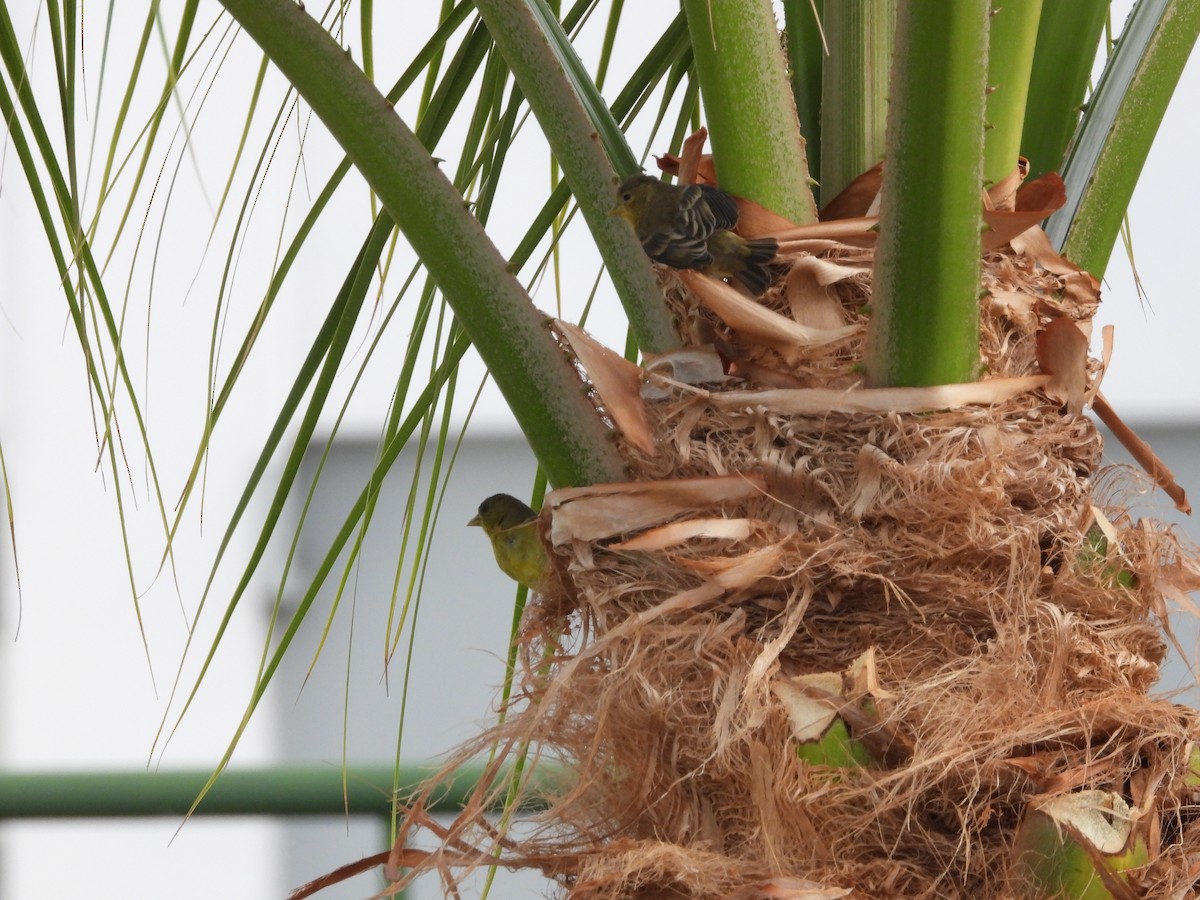 Lesser Goldfinch - ML641118917