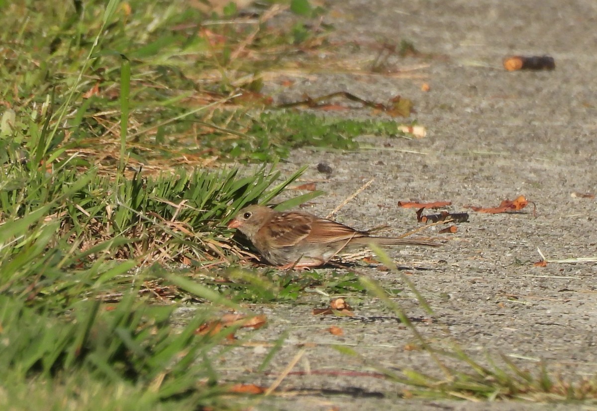 Field Sparrow - ML641118952
