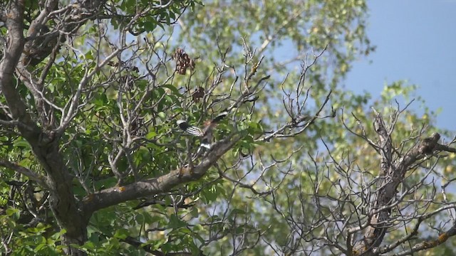 Eurasian Hoopoe - ML641118973