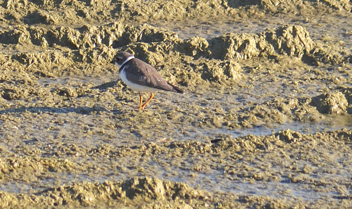 Semipalmated Plover - ML641119017