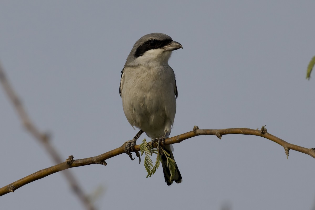 Great Gray Shrike (Arabian) - ML641119035