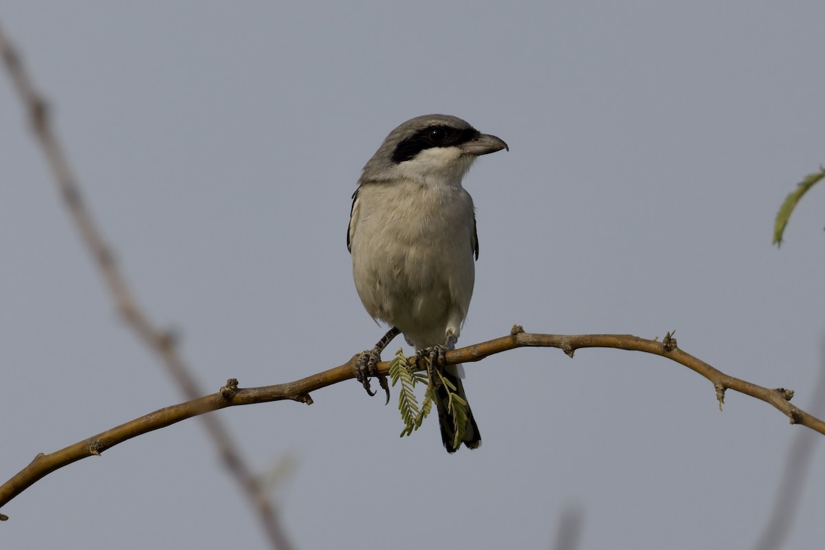 Great Gray Shrike (Arabian) - ML641119036
