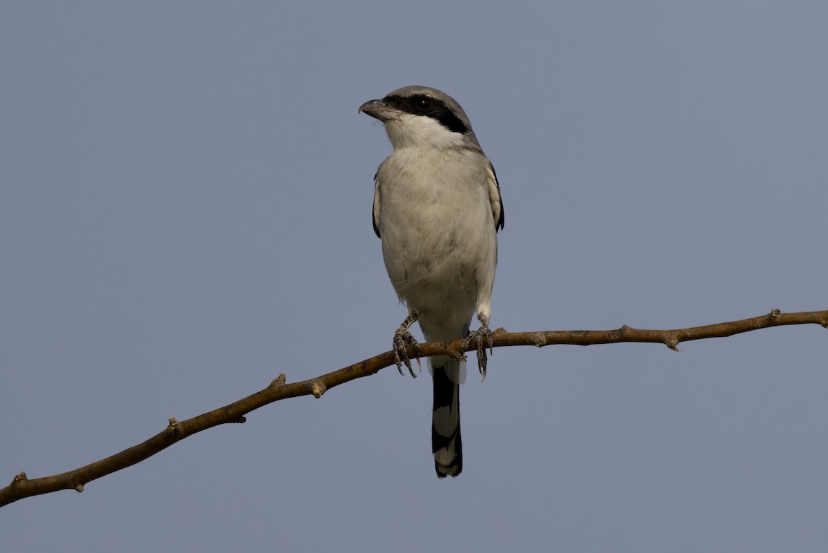 Great Gray Shrike (Arabian) - ML641119037