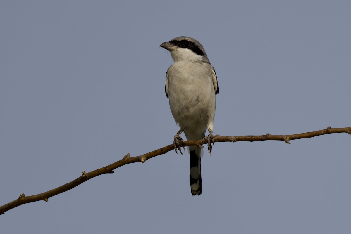 Great Gray Shrike (Arabian) - ML641119038