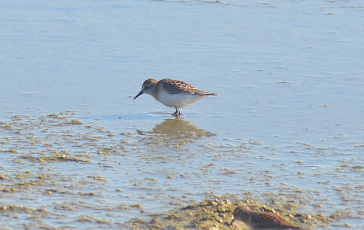 Semipalmated Sandpiper - ML641119039