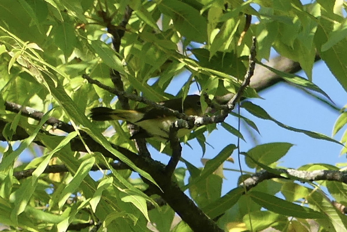 American Redstart - ML641119051