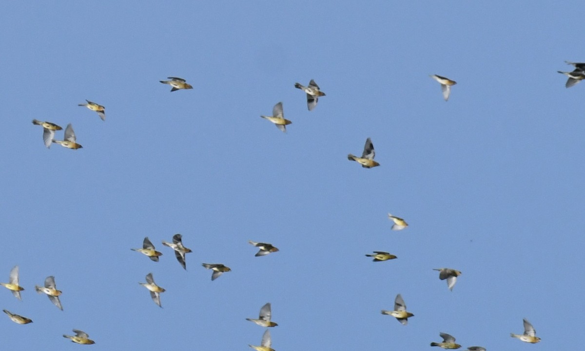 Bobolink - ML641119056