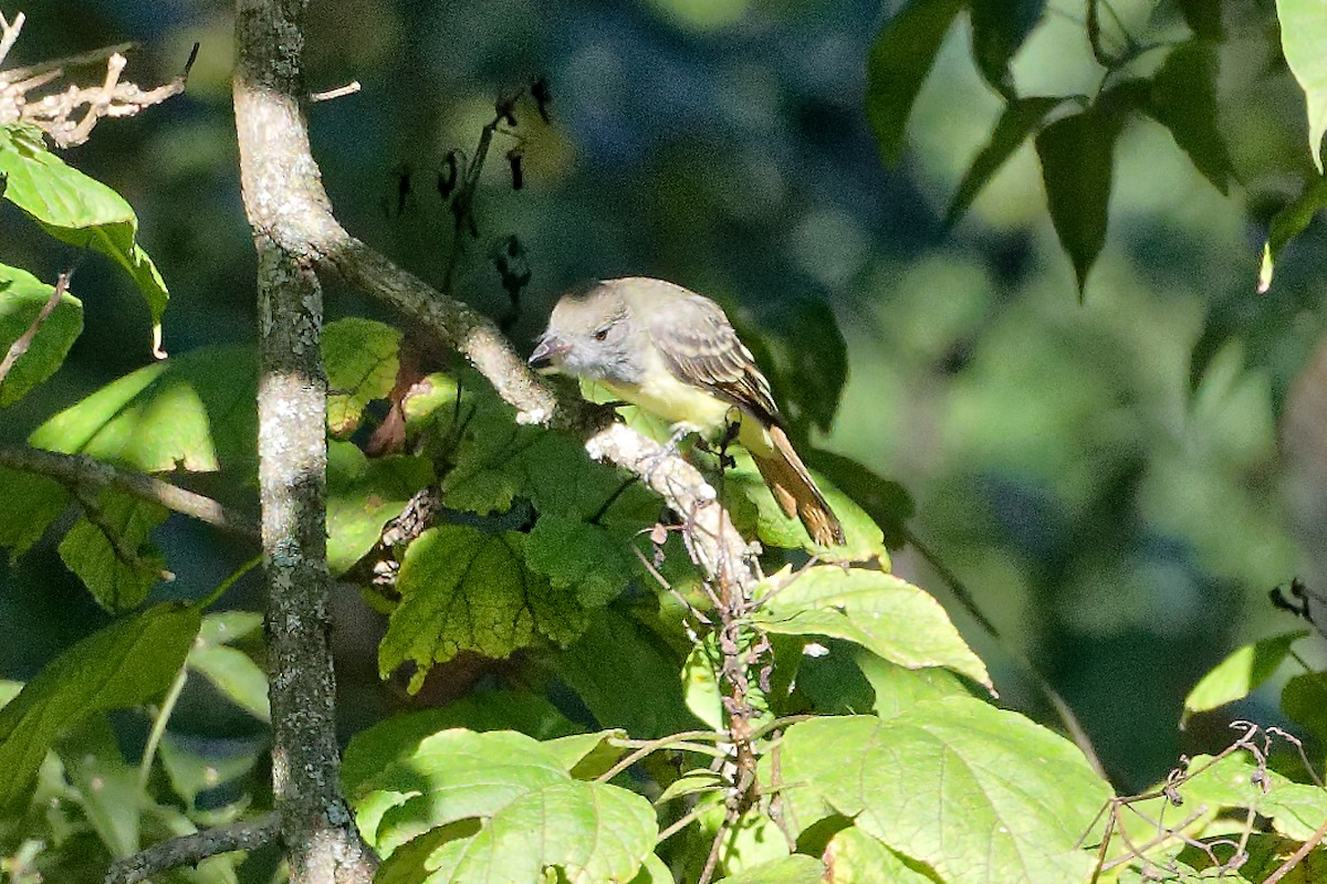 Great Crested Flycatcher - ML641119068