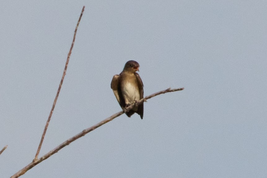 Northern Rough-winged Swallow - ML641119082