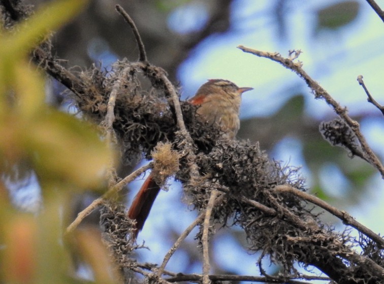 Line-cheeked Spinetail - ML641119085