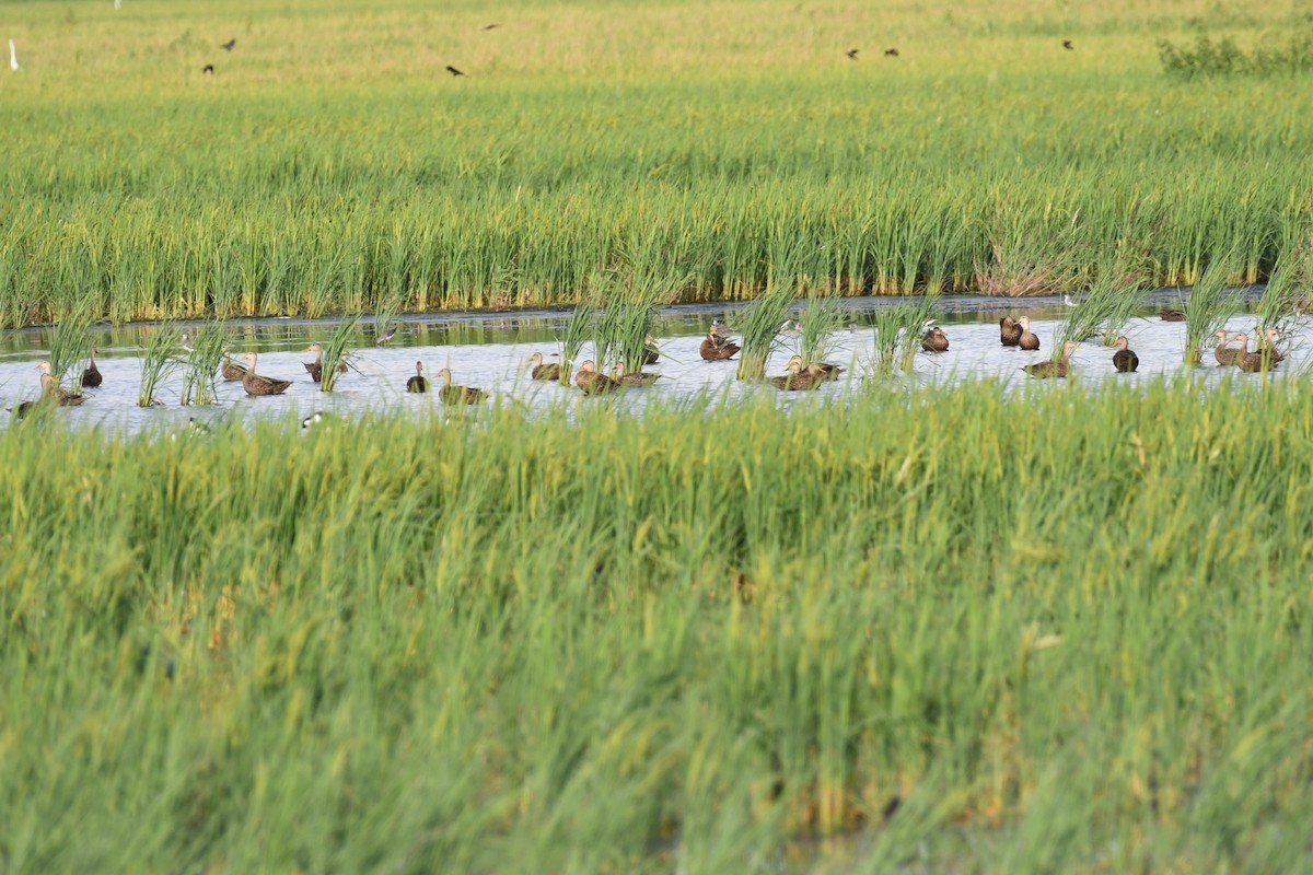 Mottled Duck - ML641119140