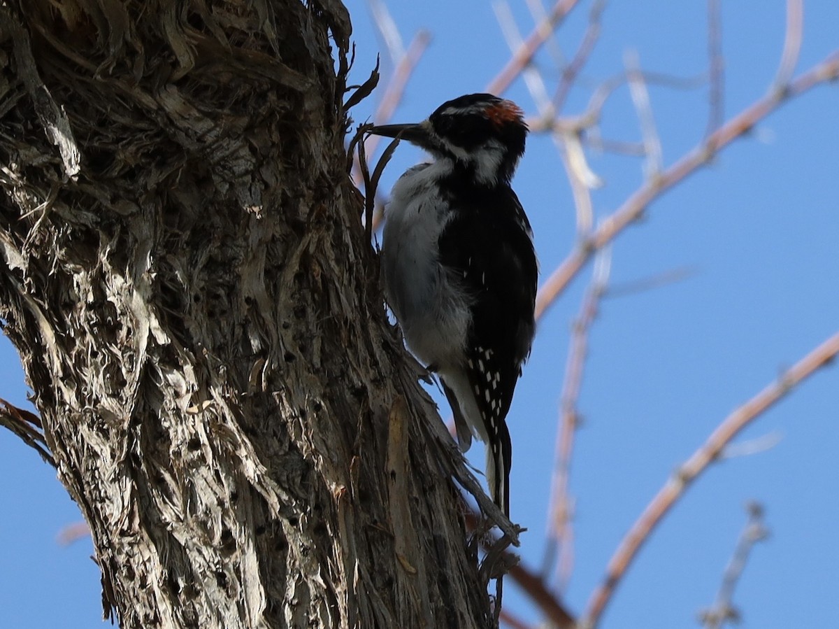 Hairy Woodpecker - ML641119152