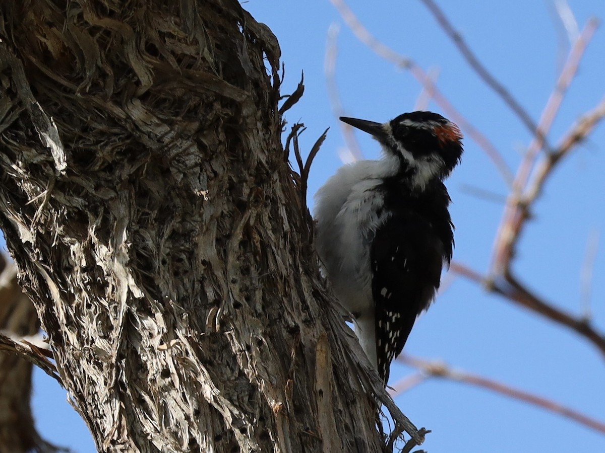 Hairy Woodpecker - ML641119162